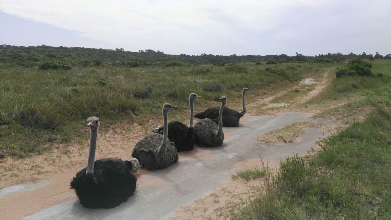 Buffalo grazing on the reserve.