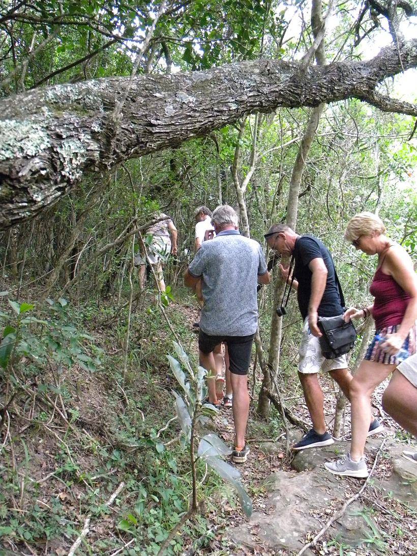 A narrow natural path through dense forest.