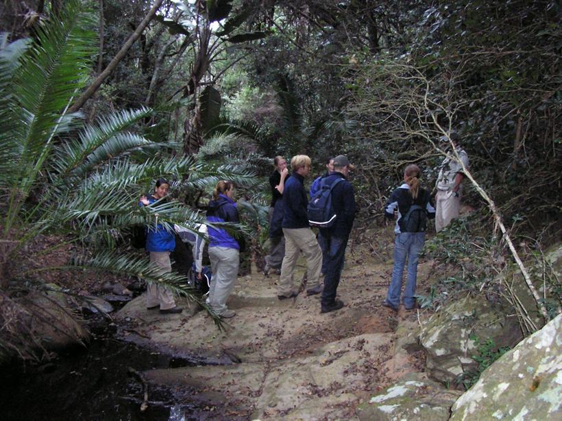 A guided group crossing a shaded riverbed among cycads in the Umtiza forest.