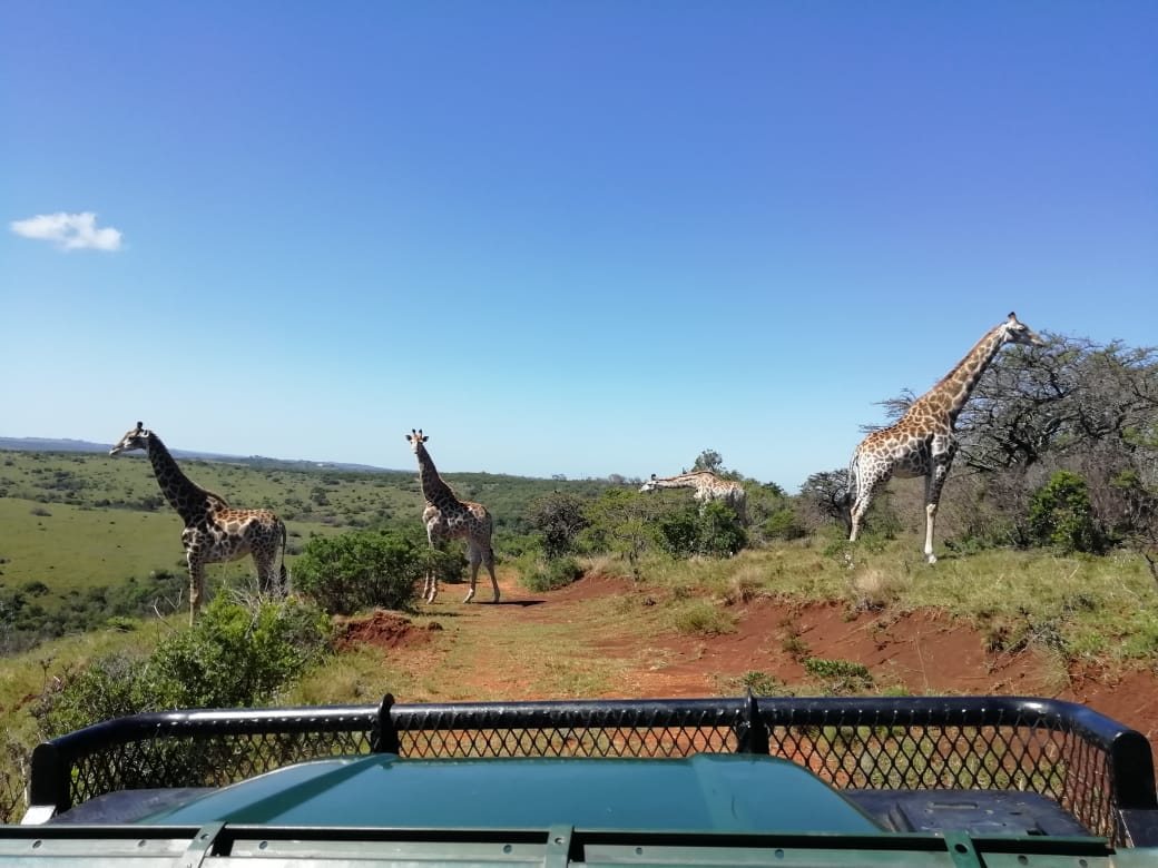 Four giraffe on a ridge seen from the bonnet of an open game-viewing vehicle.