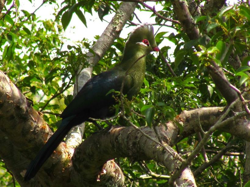 A Knysna Turaco with green crest and crimson eye-ring perched in a tree.