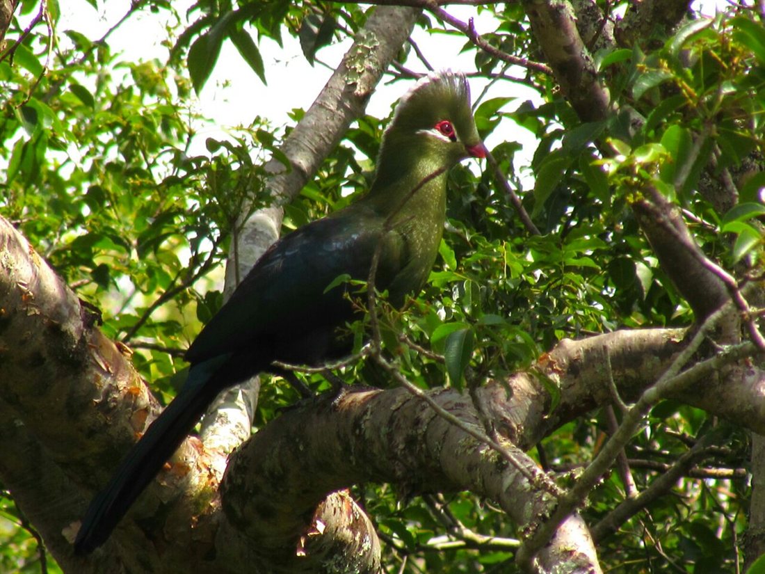 A Knysna Turaco, green with a white-tipped crest and crimson eye-ring, in a fig tree.