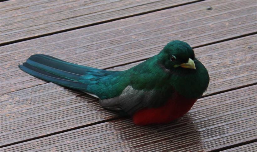 A Narina Trogon with emerald back and crimson breast resting on a timber deck.