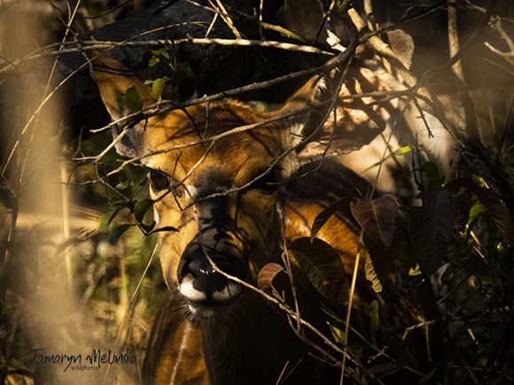 A nyala ewe in long grass.