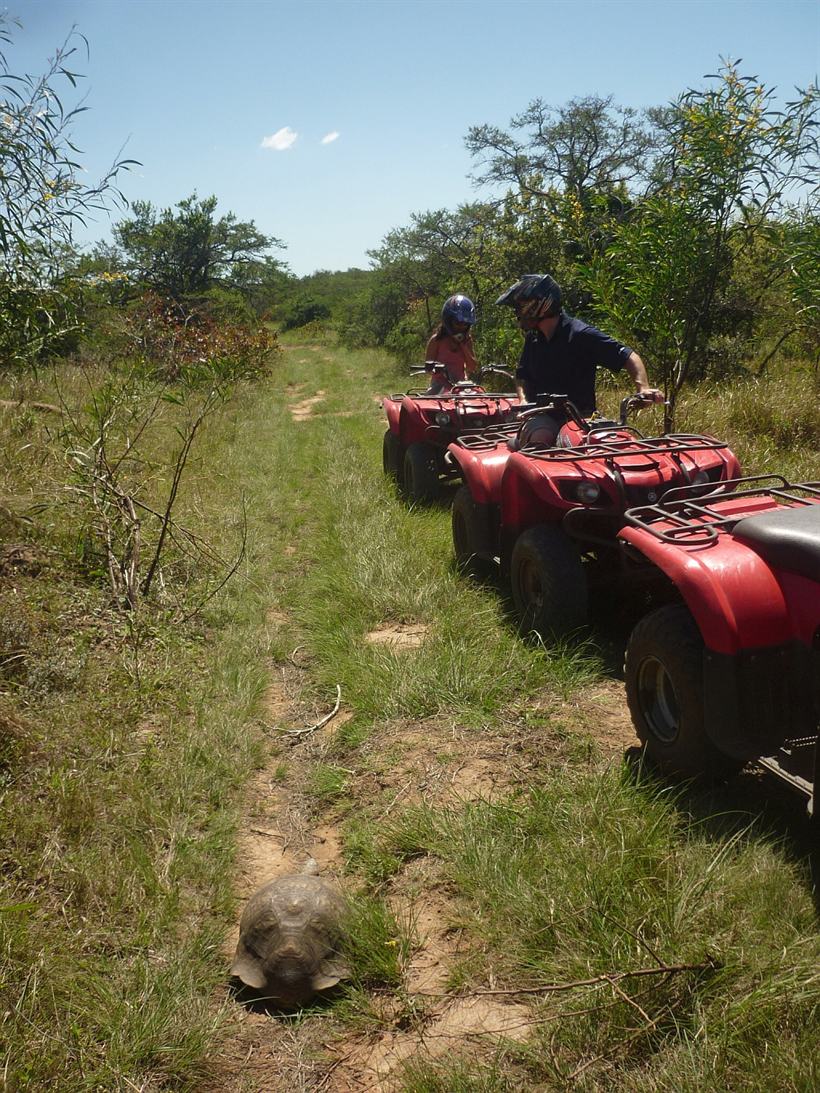 Riders crossing open bush on quad bikes.