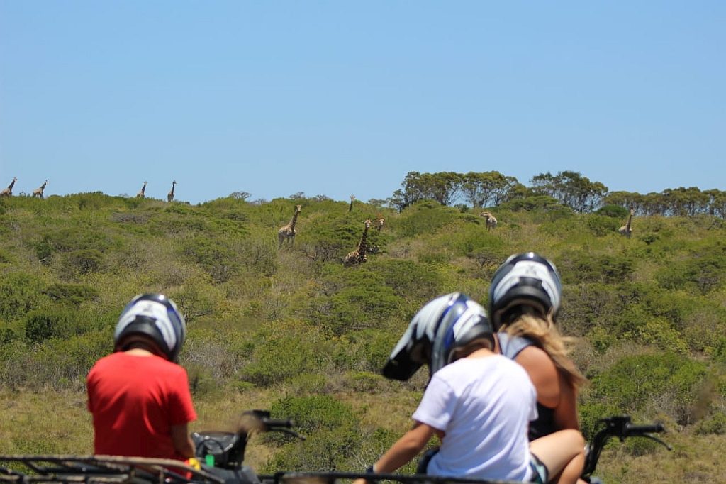 Three helmeted riders on quad bikes watching a herd of giraffe on a bushy ridge.