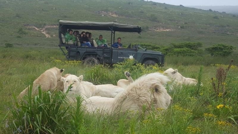 White rhino on open grassland.