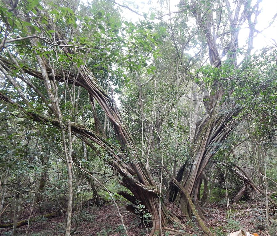 An Umtiza listeriana tree in the indigenous forest.
