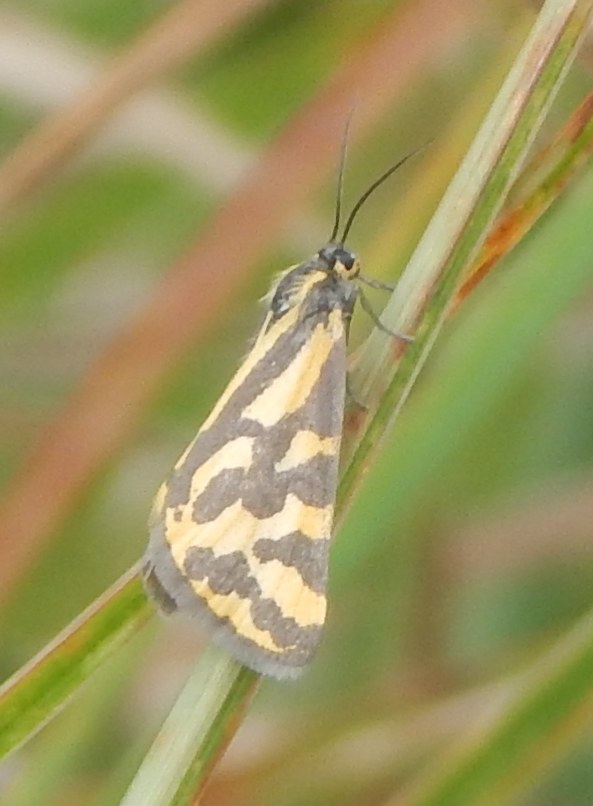 A Veniliodes setinata moth, patterned cream and grey, resting on a grass stem.