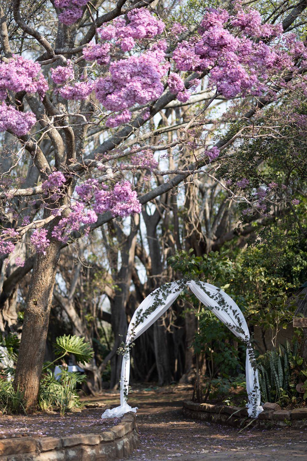 A draped white wedding arch beneath a jacaranda in full pink bloom in the reserve gardens.