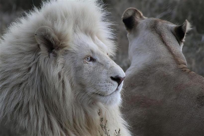 A white lion with pale blue eyes in the grass.