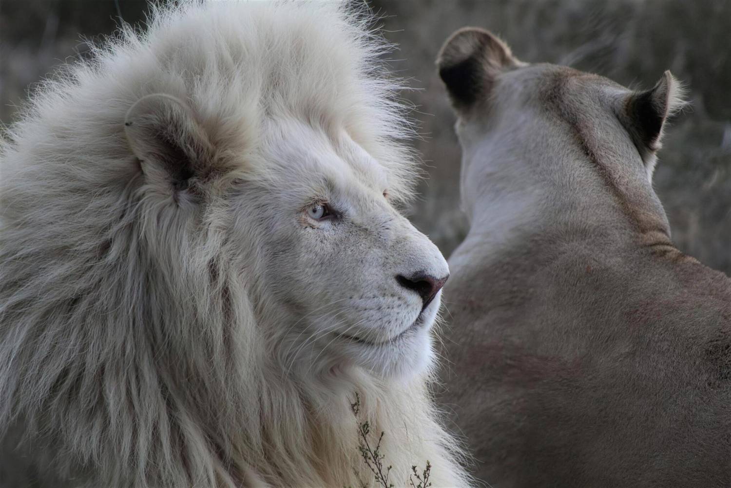 A white lion with pale blue eyes resting in grassland at Inkwenkwezi, a lioness beside him.