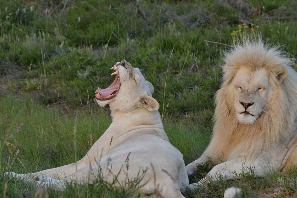Two white lions resting in grassland, one yawning.