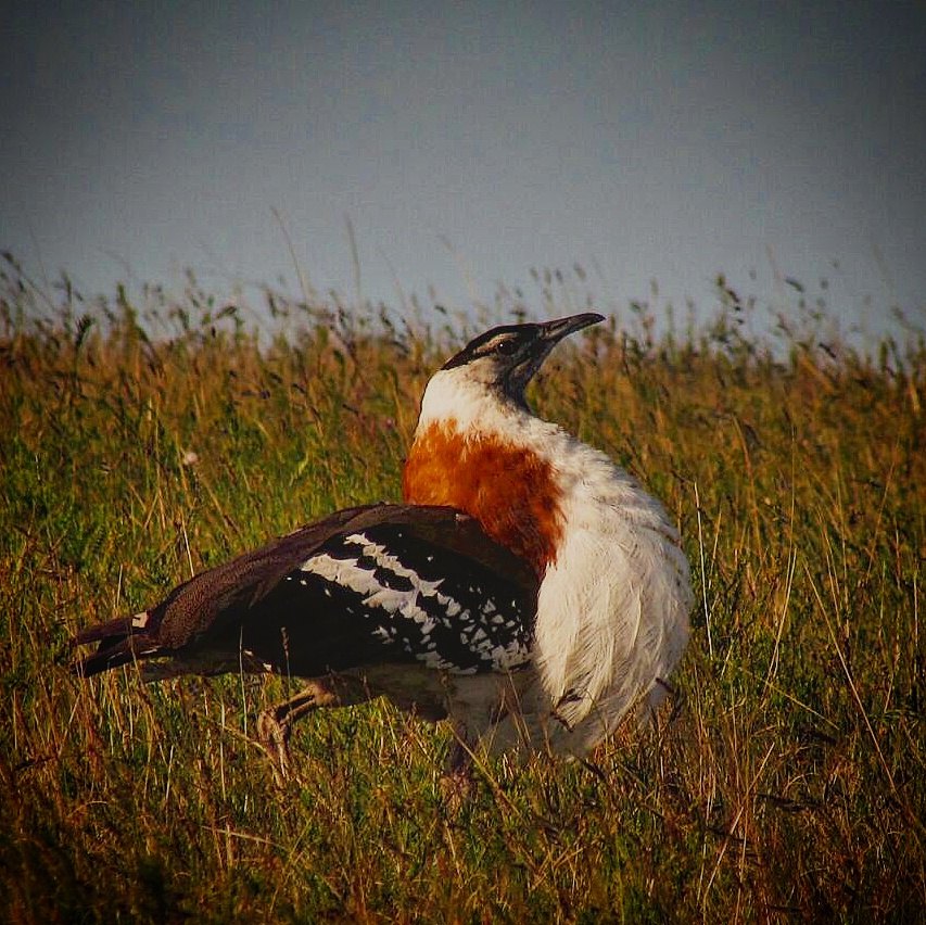 A close view of game on the reserve at dusk.